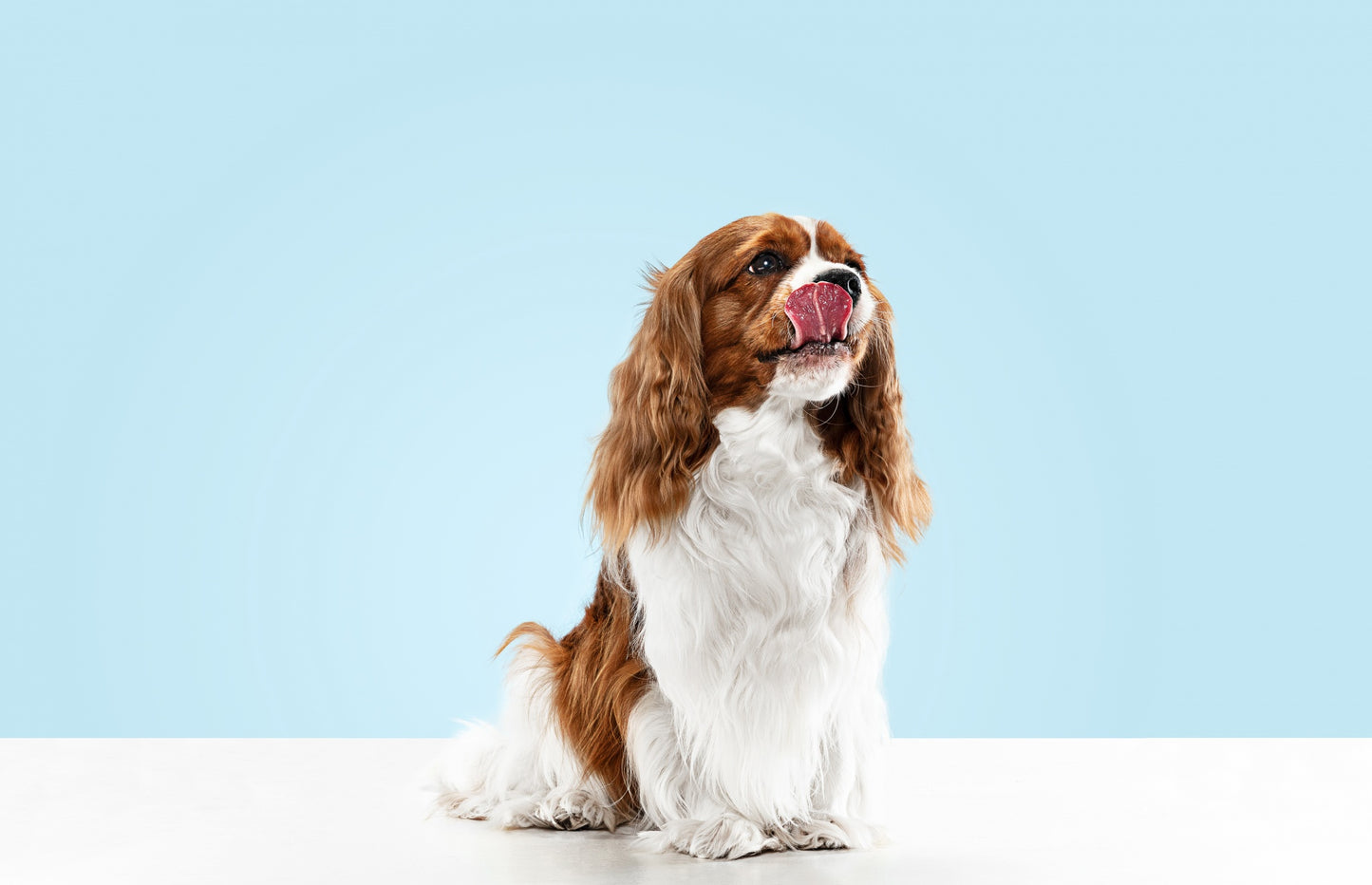 Vircov ABS - Absorvente BIO de fluídos Humanos e Animais